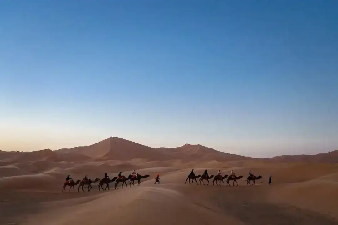 A line of camels and riders below a tall dune in the blue light after sunset