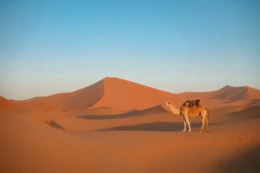 Ein gesatteltes Kamel vor einer hohen Düne im warmen Abendlicht