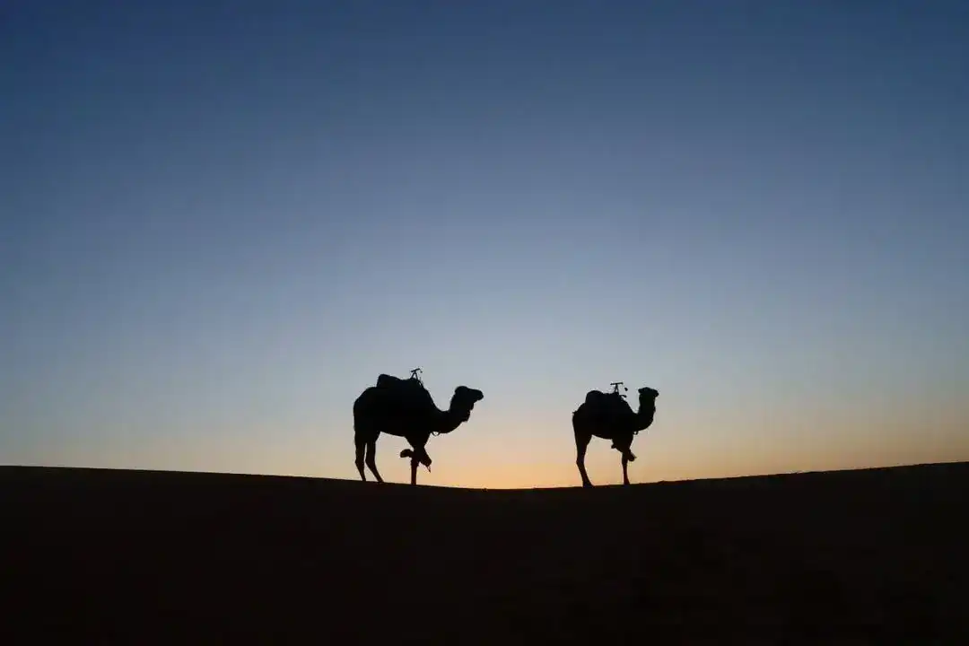 Sagome di due dromedari sul crinale di una duna contro il cielo dell'alba