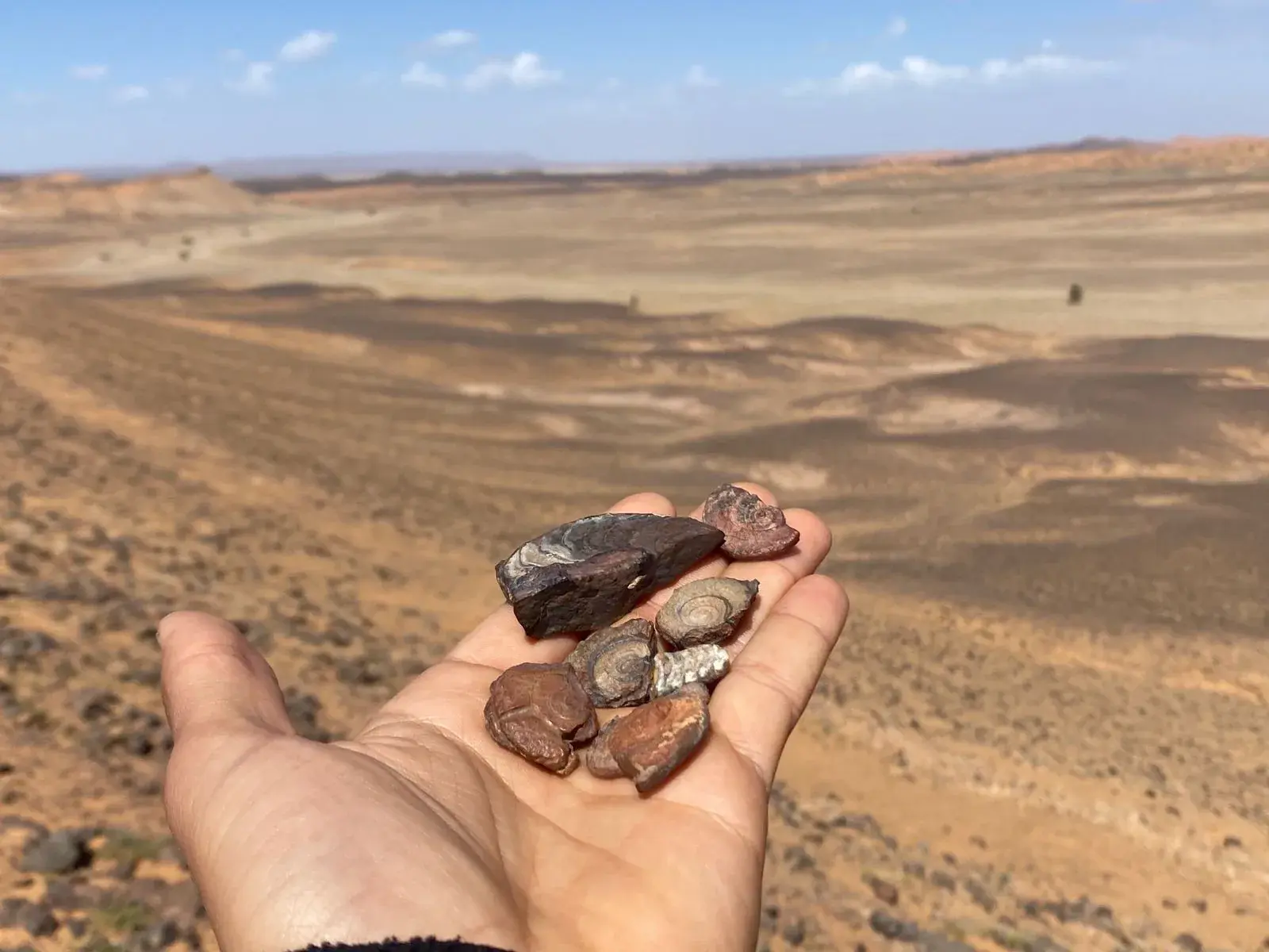 Fossil-rich rock near Erfoud in the stony desert around Merzouga
